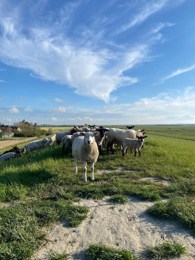 Ferienhaus Kiebitz Dorum-Neufeld Esterno foto